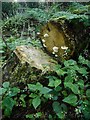 NS5674 : Enchanter's nightshade (Circaea lutetiana) and fungi by Richard Sutcliffe