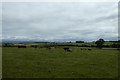 NY4431 : Cattle north of Greystoke by DS Pugh