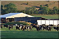 Cows at Horwood Farm Dairy