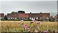 Showy flowers - and view south towards Bexhill Road