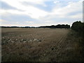 Stubble field near Branston