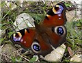 Peacock butterfly