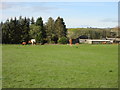 Horses at Newlands