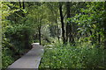 Boardwalk in woodland at Hatchmere