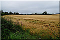 H4767 : Barley field, Drumconnelly by Kenneth  Allen