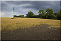 Cereal field near Kington Mill