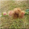 Rose gall, aka Robin