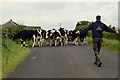 Moving cattle, Killcranny