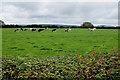 C8233 : Cattle in a field, Castletoodry by Kenneth  Allen