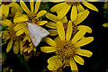 Common micro moth  (Udea lutealis) on ragwort, Portballintrae