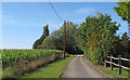 Sweetcorn crop near footpath on farm track, Navestock