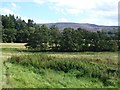 NT9600 : Field near Holystone Grange by Oliver Dixon