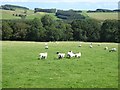NT9601 : Field with sheep in Coquetdale by Oliver Dixon