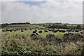 Covered bales near Thorness Farm