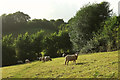 Sheep, Maidencombe