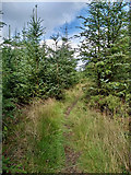 SE7696 : Bridleway through forestry by Mick Garratt