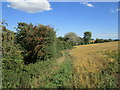 Footpath along the edge of a barley field