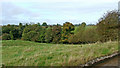 Cheshire pasture and woodland near Ravensmoor