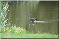 Grey Heron (Ardea cinerea), Crow Mere, Frodsham