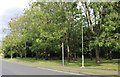 Woods by Duddery Hill, Haverhill