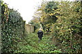 Overgrown footpath