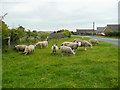 Sheep on the verge of Ainthorpe Lane