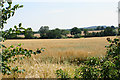 Field of oats near Hay Farm