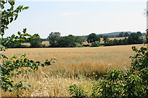 SO8088 : Field of oats near Hay Farm by Bill Boaden