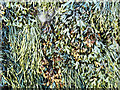 NH7458 : Seaweeds north of Rosemarkie by Julian Paren