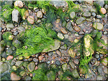 NH7459 : Beach pebbles and seaweeds near Scart Craig by Julian Paren