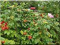 Rosehips in the Millennium Garden, Cross Flatts Park