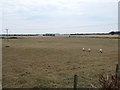 TF0947 : Sheep grazing near Manor Farm, Evedon by Christine Johnstone