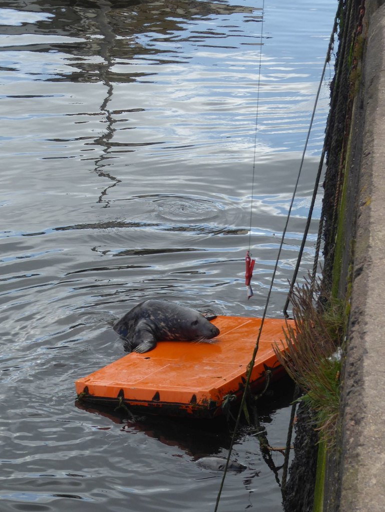 Fishing For Seals In Eyemouth Harbour! © Russel Wills Cc-by-sa/2.0 ...