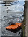 Fishing for seals in Eyemouth harbour!