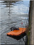 NT9464 : Fishing for seals in Eyemouth harbour! by Russel Wills
