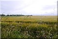 Barley, Coralhill