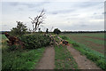 A fallen tree on The Baulk