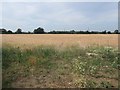 TF1444 : Barley field, south-west of Winkhill by Christine Johnstone