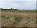 Farmland on the north side of Littleworth Drove