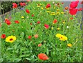 Wildflower verge