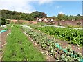 Vegetable garden at Barley Wood