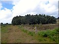 Track, Ashdown Forest