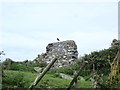 Oystercatcher on a ruined wall, Aberffraw Bay