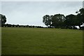 Sheep near Bodnant Garden