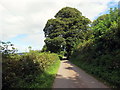 Colfen fawr ar heol fach / Large tree on minor road