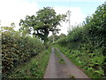 Derwen ar heol fach / Oak tree on minor road