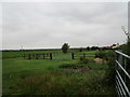 Grassland near Racecourse Farm