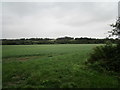 Grass field and hillside woodland