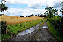 H4569 : Rough lane to cornfields, Freughmore by Kenneth  Allen