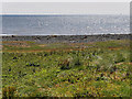 SD2161 : South Walney Nature Reserve, View from the Sea Hide by David Dixon